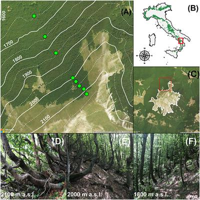 Clonality drives structural patterns and shapes the community assemblage of the Mediterranean Fagus sylvatica subalpine belt